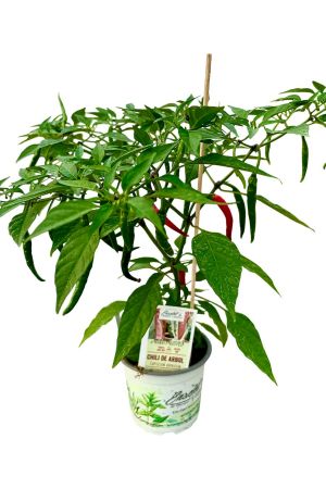 Chile de Arbol - Chili Pflanze aus der Gärtnerei Enseleit