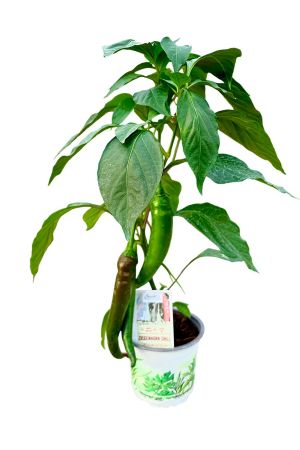 Ziegenhorn Chili - Chili Pflanze aus der Gärtnerei Enseleit