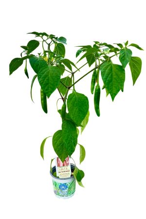 Taeyang Medium - Chili Pflanze aus der Gärtnerei Enseleit
