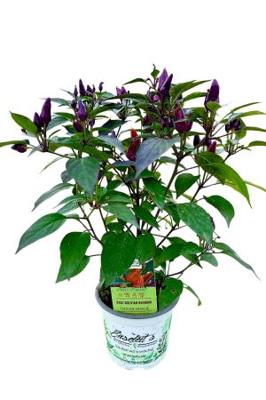 Chili Bolivian Rainbow, Chili Pflanze aus Nachhaltigem Anbau! 