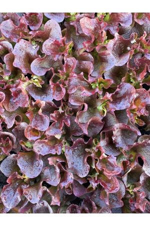 Pflücksalat Lollo Rossa, 10 Salat-Jungpflanzen , Lactuca sativa var. crispa, Frische Salatjungpflanzen 