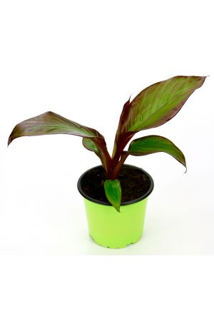 Rote Garten Banane, Bananen Pflanze aus Nachhaltigem Anbau!