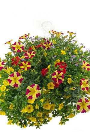 Sommerblumen Ampel Mix Amore-Mio, Petunia-Verbena-Gänseblümchen