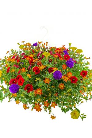 Sommerblumen Ampel Mix Summerfresh, Petunia-Verbena-Beedance