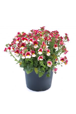 Elfenspiegel cherry on Ice - Nemesia - Sommerblumen, ideal als Balkonblume