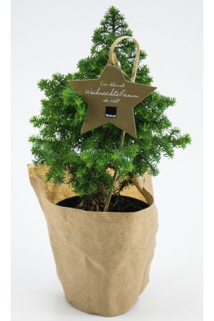 Der kleinste Weihnachtsbaum der Welt, Tannenbaum ca. 25cm groß inc. Topf, mit Wurzelballen!