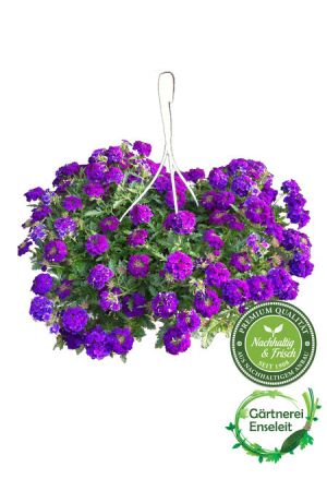 Verbena,in blau,in 27er Ampel,Sommerblume perfekt als Beet- & Balkonblume