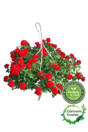 Verbena, in rot, in 27er Ampel, Sommerblume perfekt als Beet- & Balkonblume