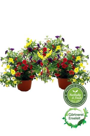 3er Set Zauberglöckchen,Potpourii,Calibrachoa, Minipetunie, Petunia