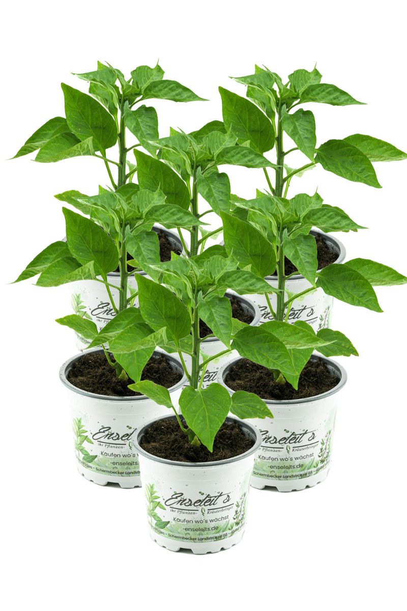 kräuterdünger für zimmerpflanzen HaGaFe Bio Flüssigdünger, Gemüsedünger, Kräuterdünger, Blattdünger, Fl –  HaGaFeShop main image 0