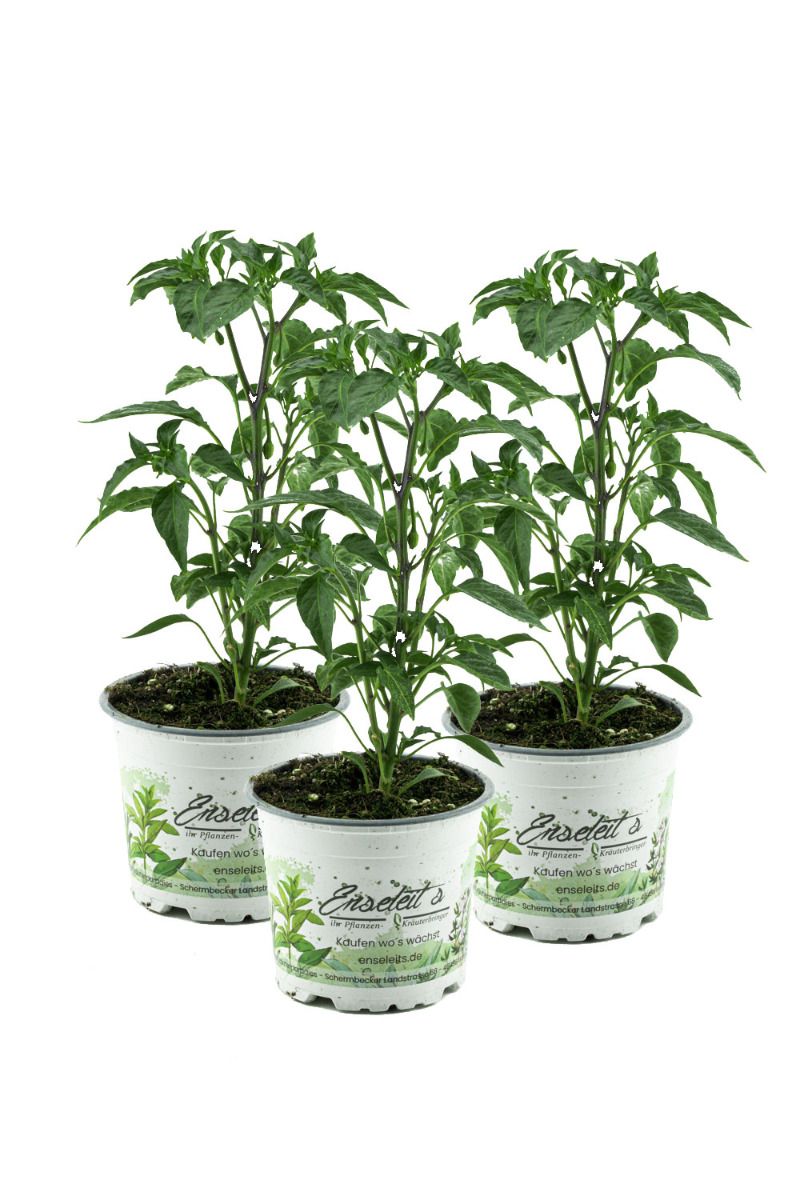 Peperoni, Peperoni Pflanze, Peperoni frisch, Peperoni wrzen, Peperoni 3  Pflanzen