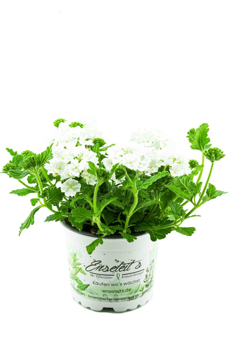 Verbenen wei (Verbena Hybrida)