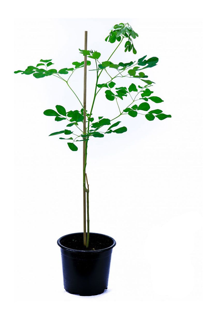 Moringa Oleifera Meerrettichbaum 1 Pflanze ca. 35-40cm Hoch inclusive Topf!