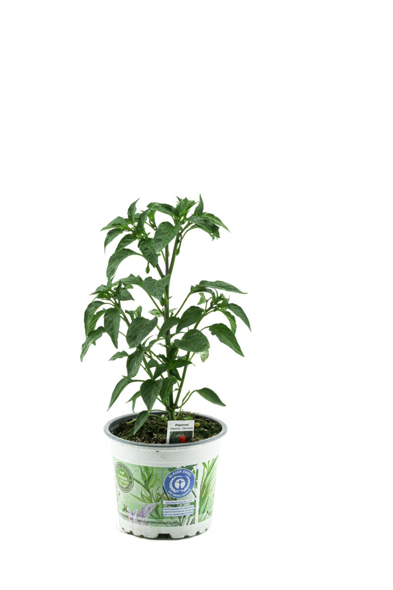 Peperoni Pflanze F1 Sorte, 1 frische Peperoni Pflanze, Aus Nachhaltigem  Anbau