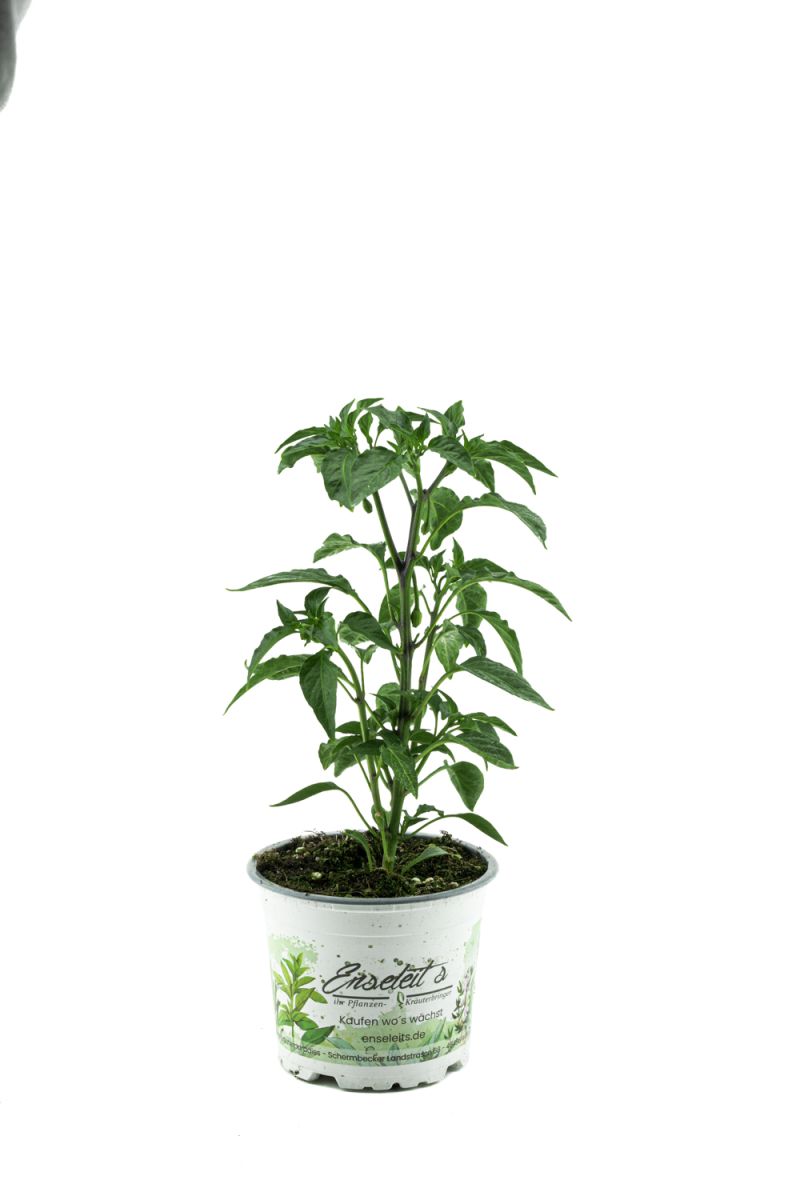 syngonium wendlandii variegata Syngonium Wendlandii 'Scrambled Eggs' Variegated (213W31)  Next World  Exotics
