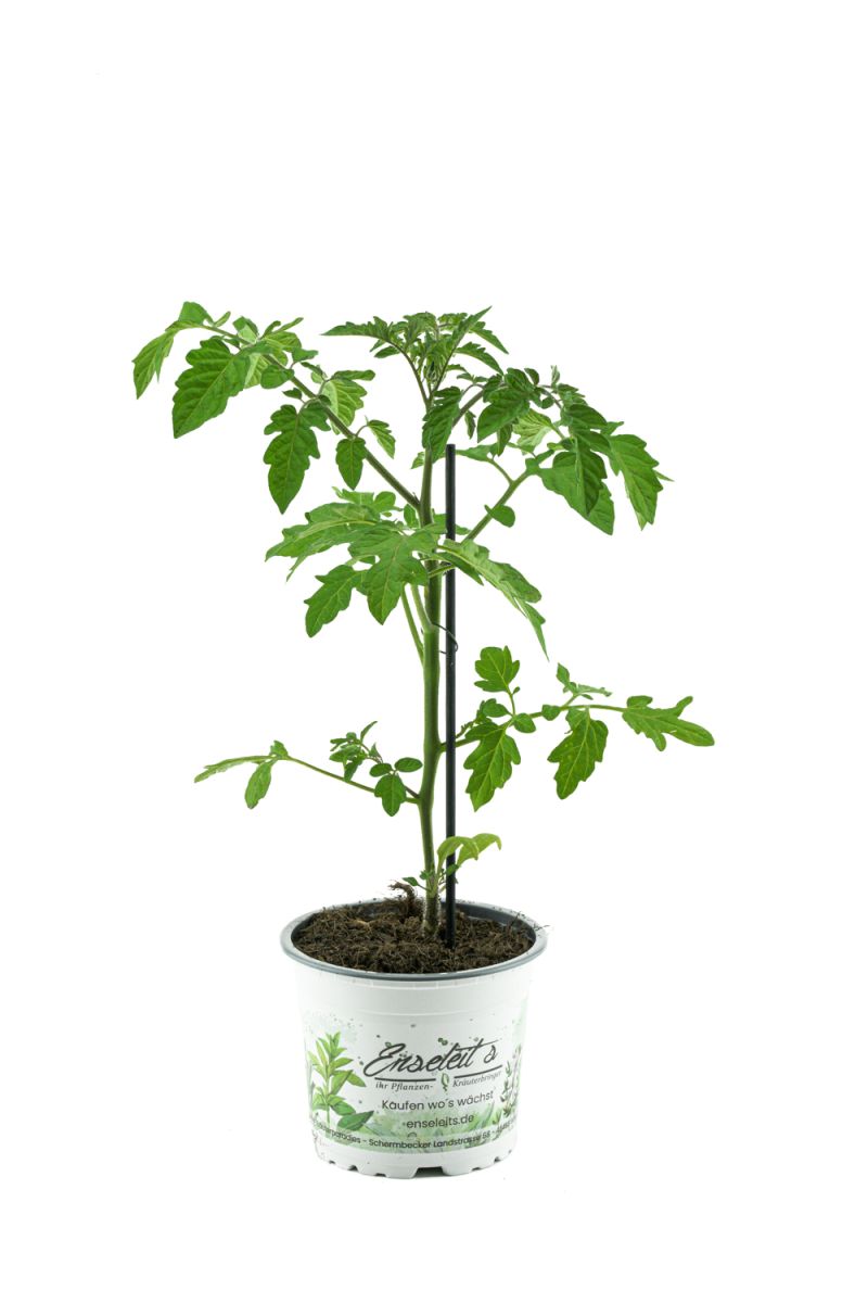 2er Set Tomatenpflanze Previa/Philona