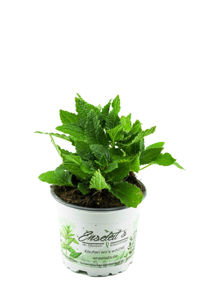 Knollenziest (Pflanze), Stachys sieboldii