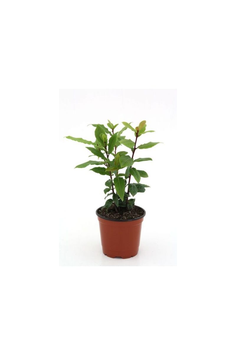 Lorbeer Pflanze , Gewrzlorbeer aus Nachhaltigem Anbau, frische Kruter  Pflanze 9cm Topf