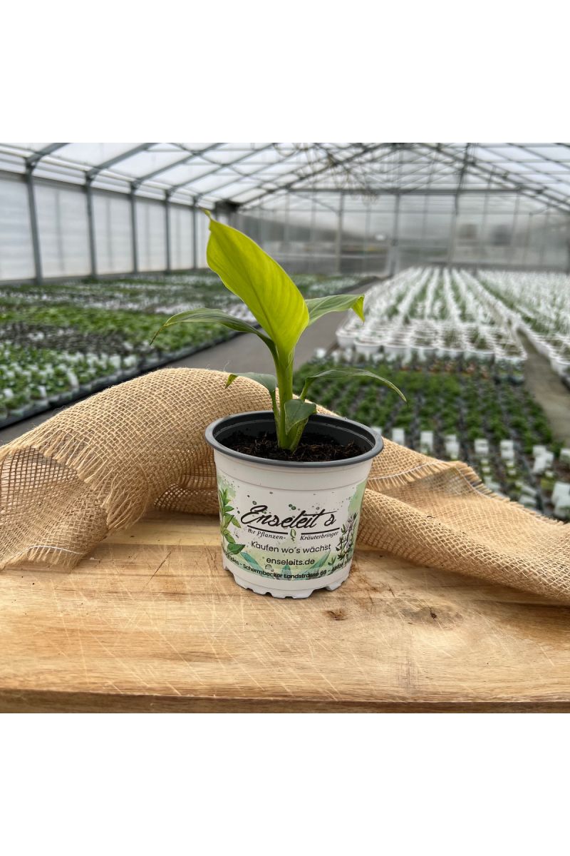 Banane Winterhart, Musa basjoo im 12 bis 15 cm Topf