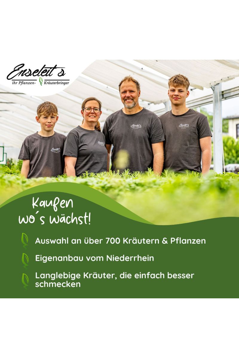 Duftgeranie Zitrone, Duft und Kruter Pflanze