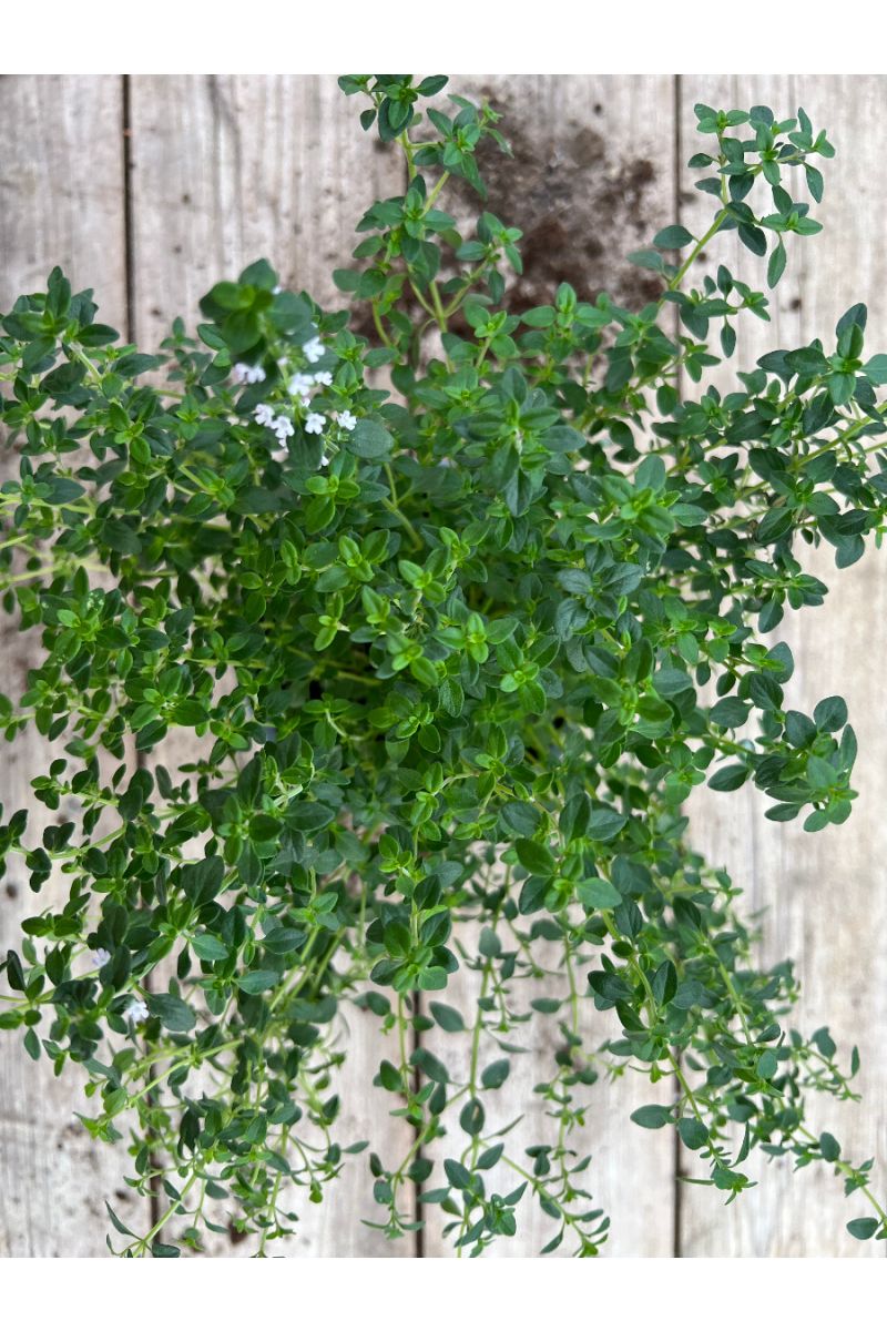 Zitronen-Thymian Pflanze, Zitronenthymian, Thymus citriodorus, Marktfrische  Pflanze