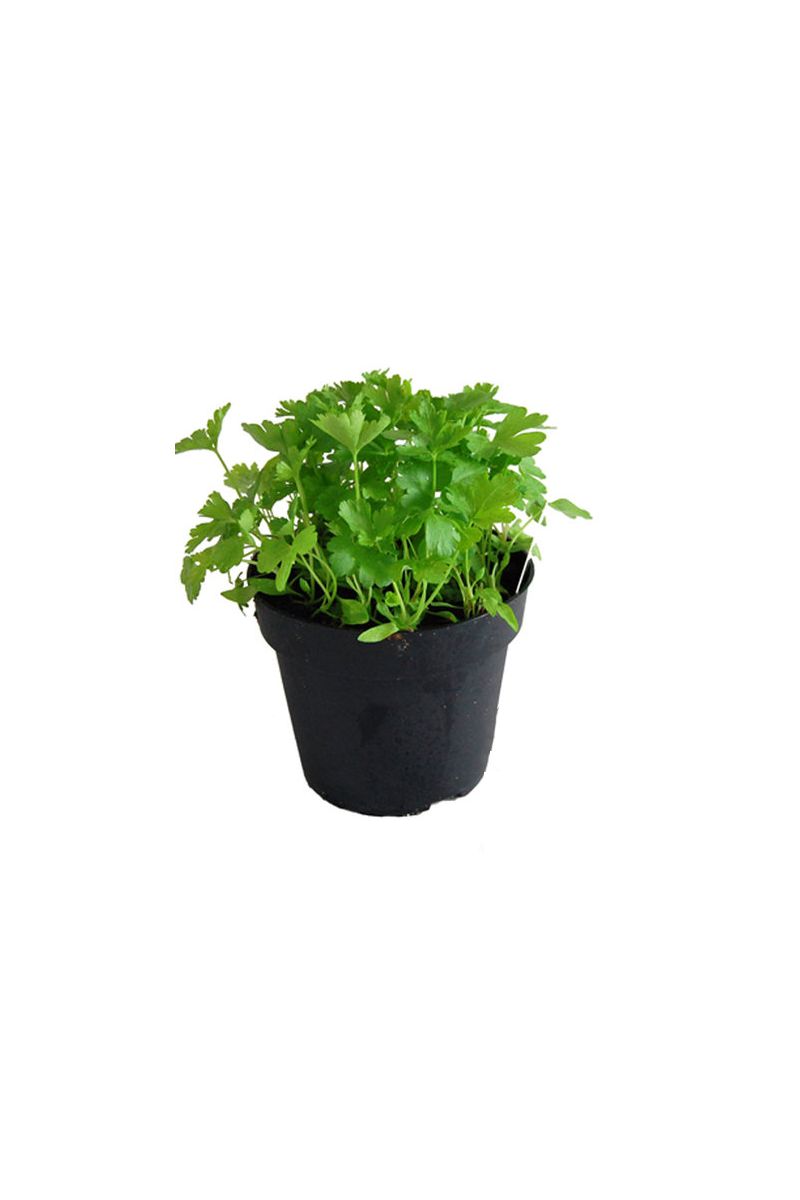 vanilla planifolia variegata Vanilla planifolia Variegata 7.8oz 2.5" Potted Plant