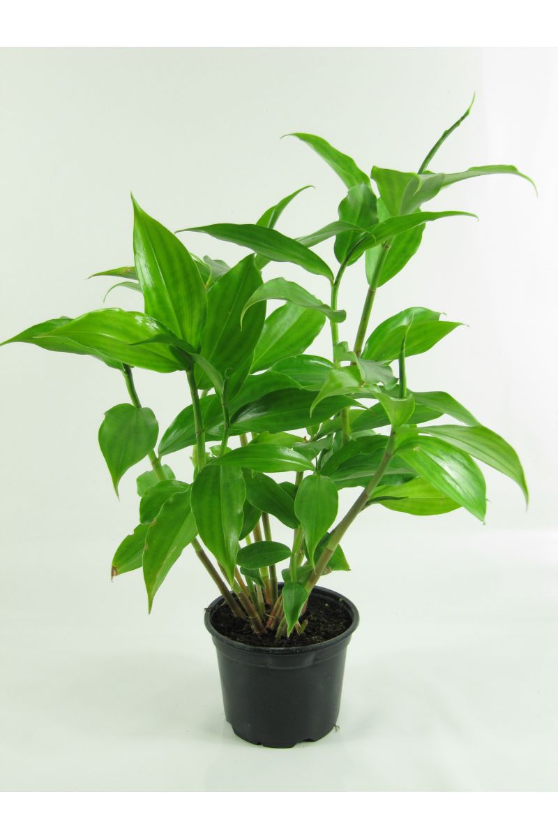 epipremnum shangri la variegata Pothos 'Shangri-La' main image 0