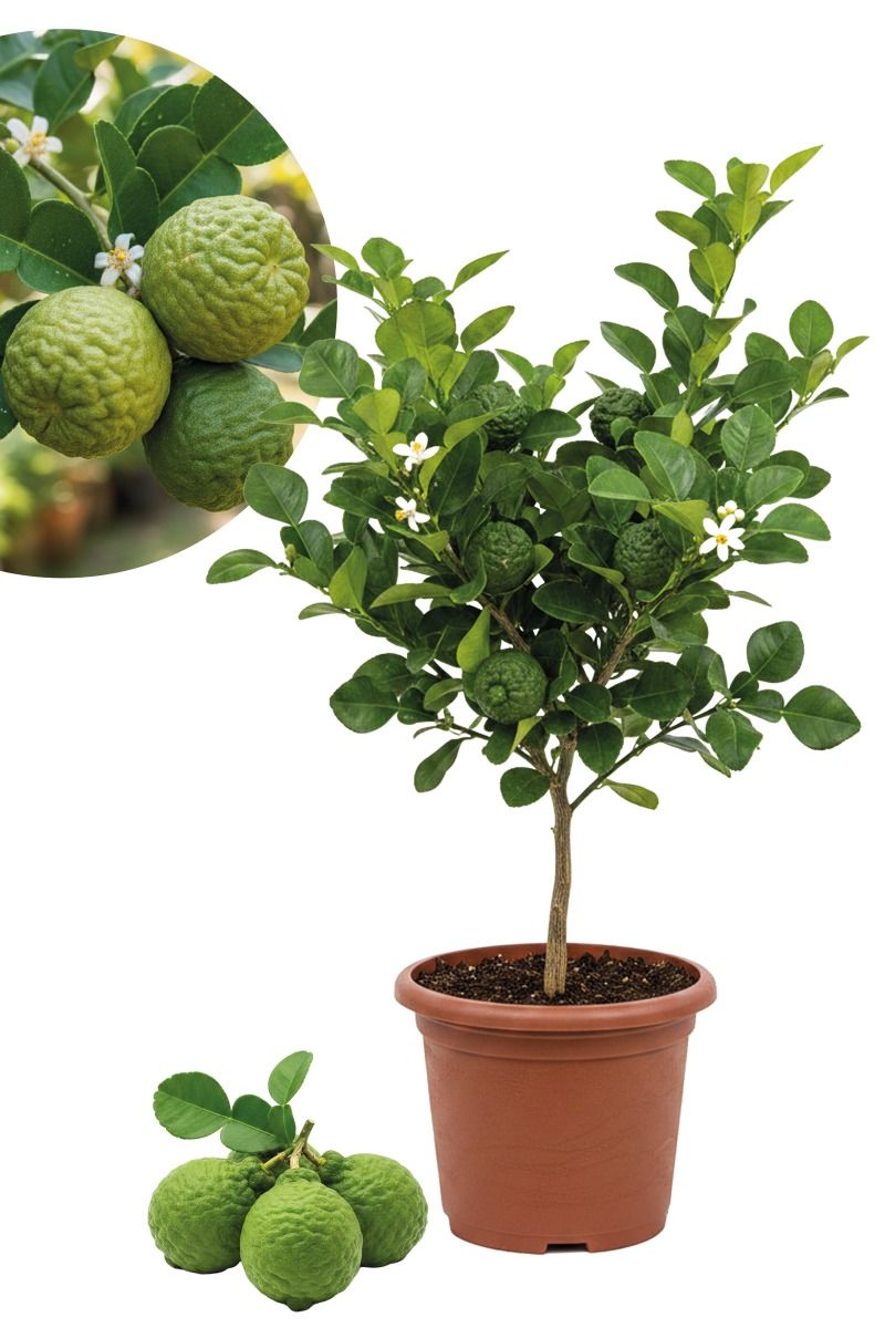 Kaffir Limette - Kaffir Limettenbaum ca. 70 cm Grtnerqualitt