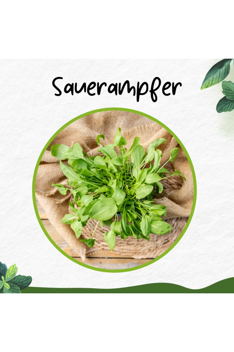 Sauerampfer, Marktfrische Pflanze aus Nachhaltigem Anbau