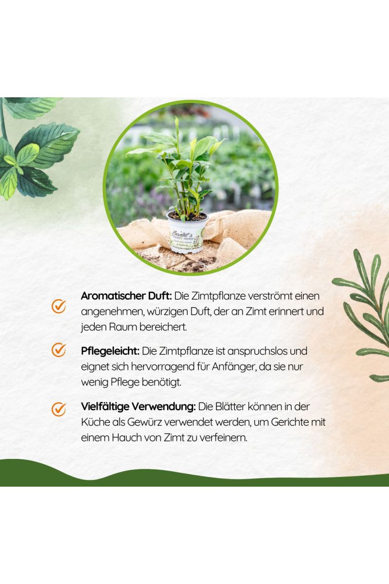 Zimt-Aroma, Zimtaroma-Pflanze, Elettaria cardamomum, frisches Zimt-Aroma,  im 12 cm Topf