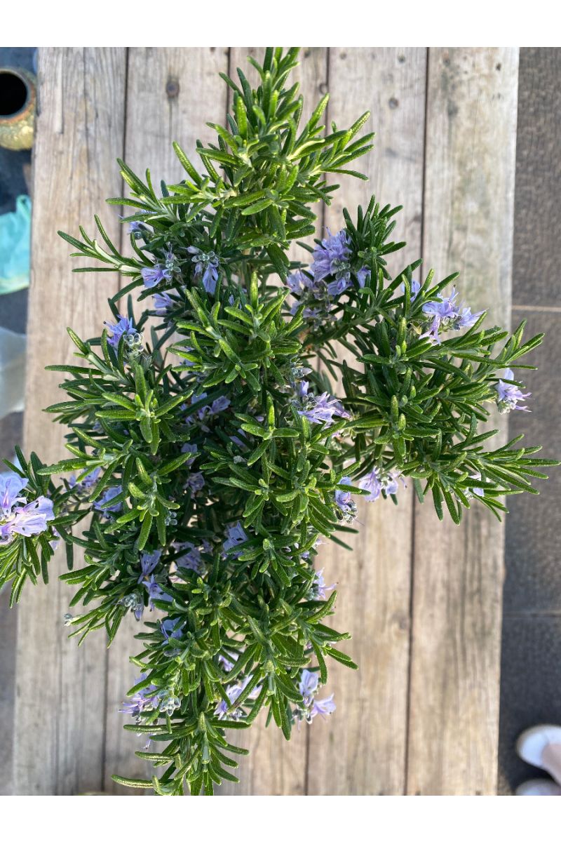 3 Rosmarin Pflanzen im 12 cm Topf - Rosmarinus officinalis, Rosmarin,  Marktfrisch