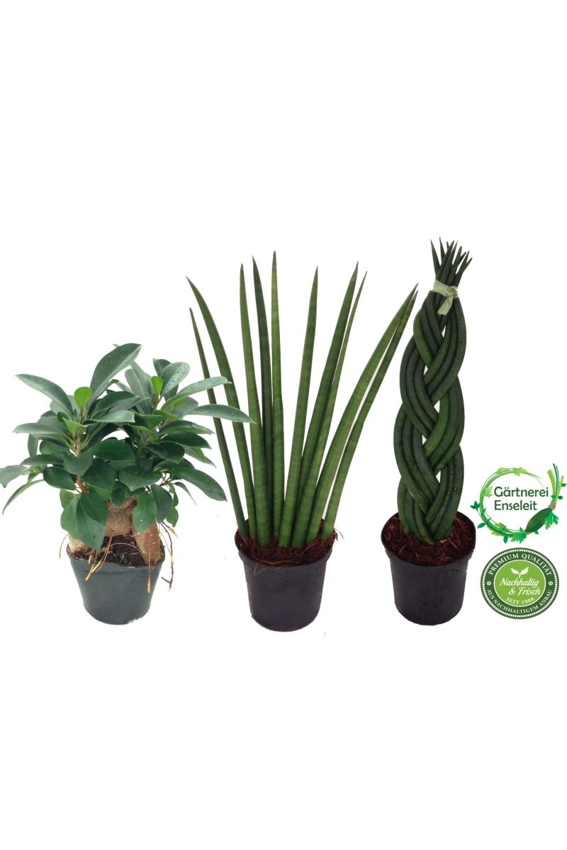 Bogenhanf, Sansevieria Cylindrica, Ficus Ginseng, 3er Set