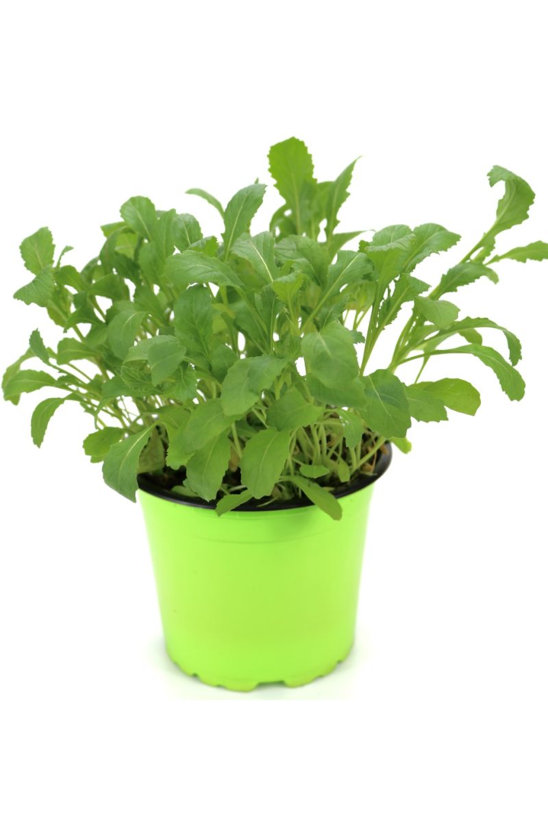 Rucola Pflanze, Salatrauke,Diplotaxis tenuifolia, Nachhaltiger Anbau!
