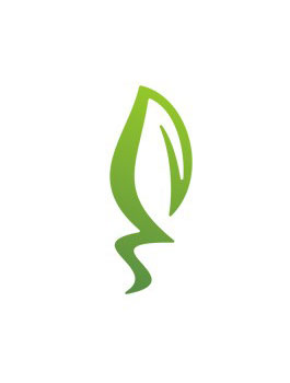 Bogenhanf, Sansevieria Cylindrica, Ficus Ginseng, 3er Set