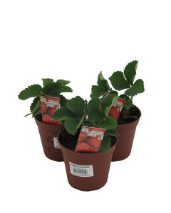 10 Erdbeerpflanzen Senga Sengana, Erdbeere, Erdbeerpflanze im 9cm Topf