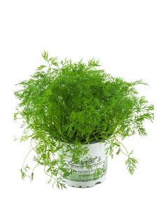 Dill Pflanze, Frische Kräuterpflanze (Anethum graveolens)