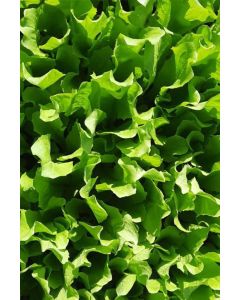 Endivien Pflanzen, Endiviensalat im 10 er  Set,  Cichorium endivia var. crispum, Marktfrisch
