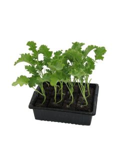 Grünkohlpflanzen im 10er Pack, Grünkohlpflanzen, Grünkohl kaufen, Gemüsepflanzen,Brassica oleracea v