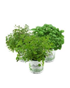 Kräuterset Italienische Kräuter in 12cm Töpfen,Basilikum,Thymian,Oregano