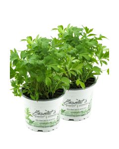 2er Set Liebstöckel Pflanze, Levisticum officinale, Maggikraut, frisch für die Küche