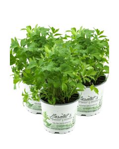 3er Set Liebstöckel Pflanze, Levisticum officinale, Maggikraut, frisch für die Küche
