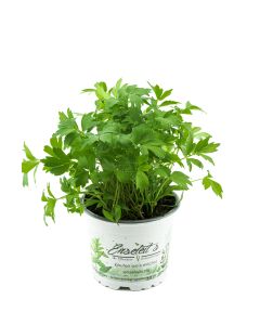 Liebstöckel Pflanze, Levisticum officinale, Maggikraut, frisch für die Küche