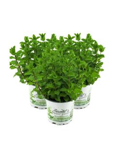 3er Set Marokkanische Minze,Mentha Spicata v. Crispa,frische Minze
