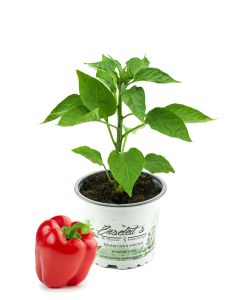 Rote Paprika, frische Paprika Pflanze, Paprikapflanzen F1 Sorten
