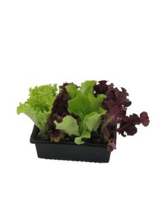 Salatjungpflanzen, Salatjungpflanzen 10er Set , Lactuca sativa var. capitata