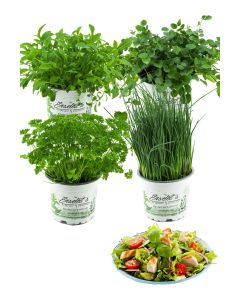 Salatkräuter-Set, 4 Frische Kräuter Pflanzen, Schnittlauch, Rucola, Pimpinelle & Petersilie