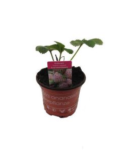 Weiße Ananas-Erdbeere,Ananaserdbeere, 1 Erdbeerpflanze