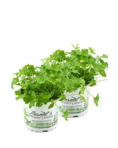 2x Glattblättrige Petersilie, Glatte Petersilien Pflanze, Petroselinum crispum im Doppelpack