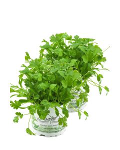 2er Set Koriander Coriandrum sativum