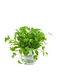 Koriander Coriandrum sativum, 1 Marktfrische Pflanze